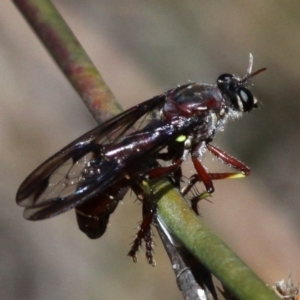 Daptolestes limbipennis at Paddys River, ACT - 27 Nov 2016