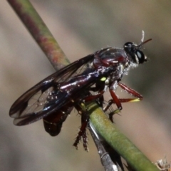 Daptolestes limbipennis (Robber fly) at Paddys River, ACT - 27 Nov 2016 by HarveyPerkins