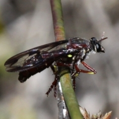 Daptolestes limbipennis at Paddys River, ACT - 27 Nov 2016 02:50 PM