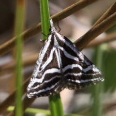 Dichromodes confluaria (Ceremonial Heath Moth) at Gibraltar Pines - 27 Nov 2016 by HarveyPerkins