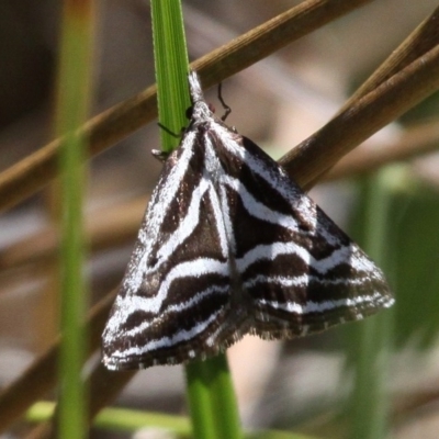 Dichromodes confluaria (Ceremonial Heath Moth) at Gibraltar Pines - 27 Nov 2016 by HarveyPerkins