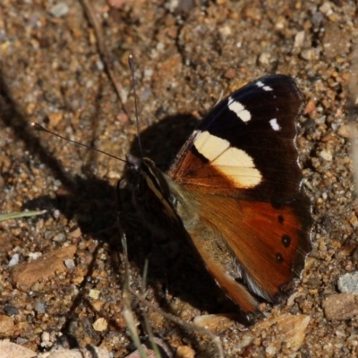 Vanessa itea (Yellow Admiral) at Cotter River, ACT - 27 Nov 2016 by HarveyPerkins