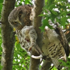 Ninox strenua (Powerful Owl) at Turner, ACT - 4 Apr 2016 by JohnBundock