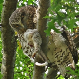 Ninox strenua at Turner, ACT - suppressed