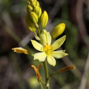 Bulbine glauca at Cotter River, ACT - 27 Nov 2016