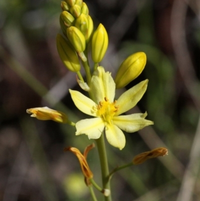 Bulbine glauca (Rock Lily) at Cotter River, ACT - 27 Nov 2016 by HarveyPerkins