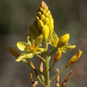 Bulbine glauca at Cotter River, ACT - 27 Nov 2016