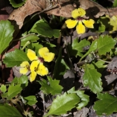 Goodenia hederacea subsp. alpestris at Namadgi National Park - 27 Nov 2016 by HarveyPerkins