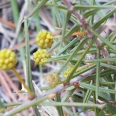 Acacia ulicifolia (Prickly Moses) at Isaacs Ridge and Nearby - 19 Aug 2017 by Mike