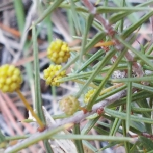 Acacia ulicifolia at Isaacs, ACT - 19 Aug 2017