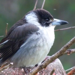 Cracticus torquatus (Grey Butcherbird) at Barragga Bay, NSW - 19 Aug 2017 by narelle