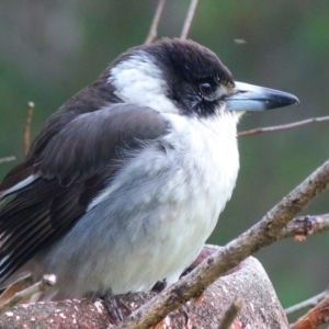 Cracticus torquatus at Barragga Bay, NSW - 19 Aug 2017 07:50 AM