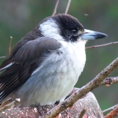 Cracticus torquatus (Grey Butcherbird) at Barragga Bay, NSW - 19 Aug 2017 by narelle