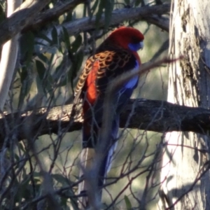 Platycercus elegans at Bungendore, NSW - 19 Aug 2017