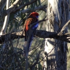 Platycercus elegans at Bungendore, NSW - 19 Aug 2017