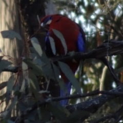 Platycercus elegans at Bungendore, NSW - 19 Aug 2017