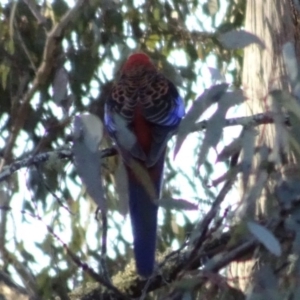 Platycercus elegans at Bungendore, NSW - 19 Aug 2017