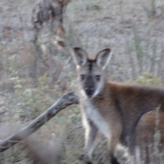 Notamacropus rufogriseus at Bungendore, NSW - 19 Aug 2017 05:23 PM