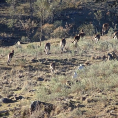 Macropus giganteus (Eastern Grey Kangaroo) at Bungendore, NSW - 19 Aug 2017 by yellowboxwoodland