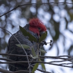 Callocephalon fimbriatum (Gang-gang Cockatoo) at ANBG - 19 Aug 2017 by Alison Milton