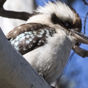 Dacelo novaeguineae at Canberra Central, ACT - 19 Aug 2017