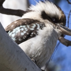Dacelo novaeguineae (Laughing Kookaburra) at Canberra Central, ACT - 19 Aug 2017 by Alison Milton