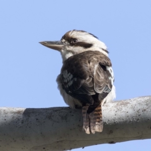 Dacelo novaeguineae at Canberra Central, ACT - 19 Aug 2017