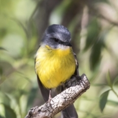 Eopsaltria australis (Eastern Yellow Robin) at ANBG - 19 Aug 2017 by Alison Milton