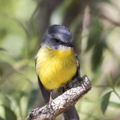 Eopsaltria australis (Eastern Yellow Robin) at ANBG - 19 Aug 2017 by Alison Milton