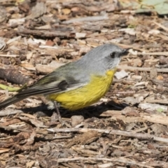 Eopsaltria australis at Acton, ACT - 19 Aug 2017