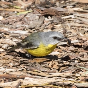 Eopsaltria australis at Acton, ACT - 19 Aug 2017