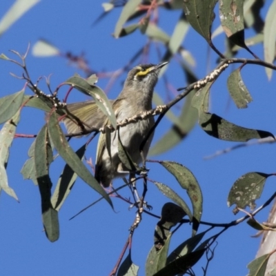 Caligavis chrysops (Yellow-faced Honeyeater) at Acton, ACT - 19 Aug 2017 by AlisonMilton