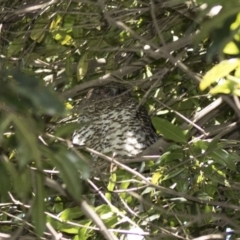 Ninox strenua (Powerful Owl) at Acton, ACT - 19 Aug 2017 by AlisonMilton