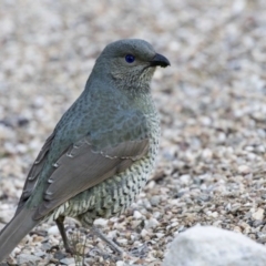 Ptilonorhynchus violaceus (Satin Bowerbird) at ANBG - 19 Aug 2017 by AlisonMilton