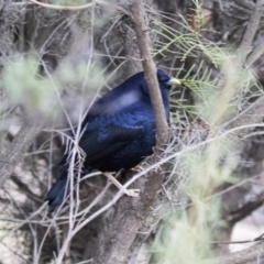 Ptilonorhynchus violaceus at Acton, ACT - 19 Aug 2017