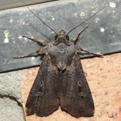 Agrotis infusa (Bogong Moth, Common Cutworm) at Pollinator-friendly garden Conder - 16 Oct 2015 by michaelb