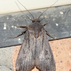 Agrotis infusa at Conder, ACT - 16 Oct 2015 09:31 PM