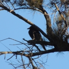 Strepera graculina (Pied Currawong) at Molonglo River Reserve - 2 Aug 2017 by michaelb