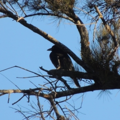 Strepera graculina (Pied Currawong) at Molonglo River Reserve - 2 Aug 2017 by michaelb