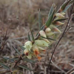 Melichrus urceolatus (Urn Heath) at Molonglo Valley, ACT - 2 Aug 2017 by MichaelBedingfield