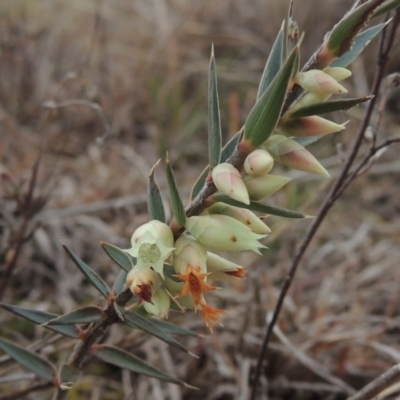 Melichrus urceolatus (Urn Heath) at Molonglo Valley, ACT - 2 Aug 2017 by michaelb