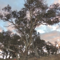 Eucalyptus polyanthemos (Red Box) at Denman Prospect, ACT - 2 Aug 2017 by michaelb