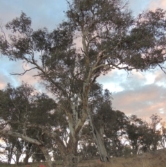 Eucalyptus polyanthemos (Red Box) at Molonglo River Reserve - 2 Aug 2017 by MichaelBedingfield