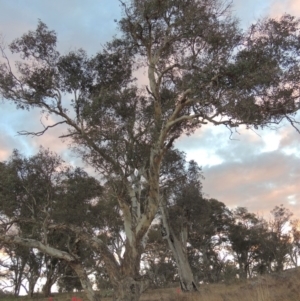 Eucalyptus polyanthemos at Molonglo River Reserve - 2 Aug 2017 06:59 PM