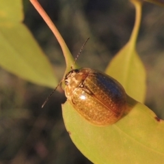 Paropsisterna cloelia (Eucalyptus variegated beetle) at Bonython, ACT - 29 Nov 2014 by MichaelBedingfield