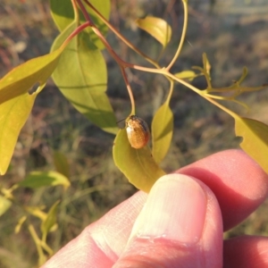 Paropsisterna cloelia at Bonython, ACT - 29 Nov 2014 07:56 PM