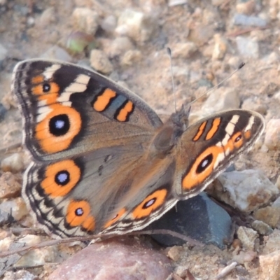 Junonia villida (Meadow Argus) at Greenway, ACT - 2 Mar 2015 by MichaelBedingfield