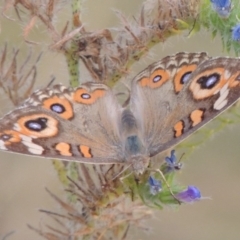 Junonia villida (Meadow Argus) at Tharwa, ACT - 11 Feb 2014 by MichaelBedingfield