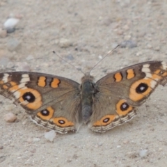 Junonia villida (Meadow Argus) at Point Hut to Tharwa - 12 Feb 2014 by michaelb