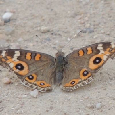 Junonia villida (Meadow Argus) at Point Hut to Tharwa - 12 Feb 2014 by michaelb